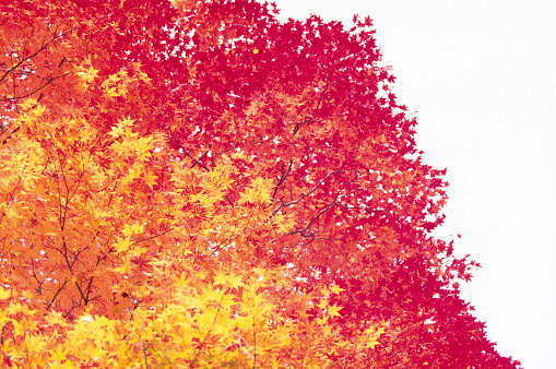 Autumn Colors Trees( Yellow And Red )