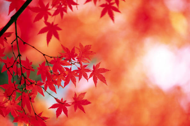 istock Autumn Leaves In The Forest 1568127835