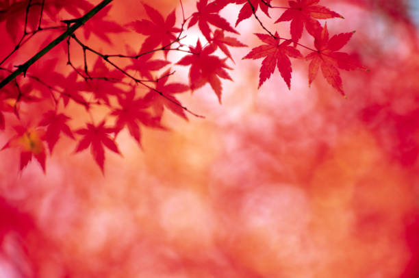 istock Autumn Red Leaves In The Forest 1568127921