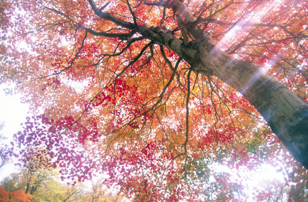 Autumn tree with vibrant red leaves backlit by sun flare, shot from low angle with dramatic sky. Perfect for seasonal themes, nature backgrounds, and inspirational outdoor design concepts.