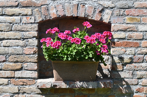 Brick wall with geraniums in a terracotta planter in summer