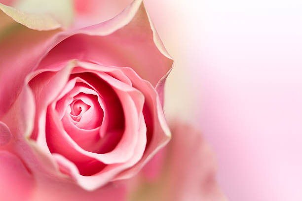 Pink Rose stock photo