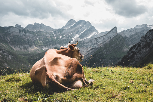 Cow enjoying the Swiss mountain views of Ebenalp. Typical tourist and travel destination view