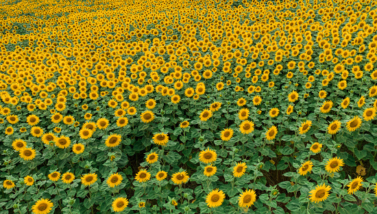 Sunflower fields drone view