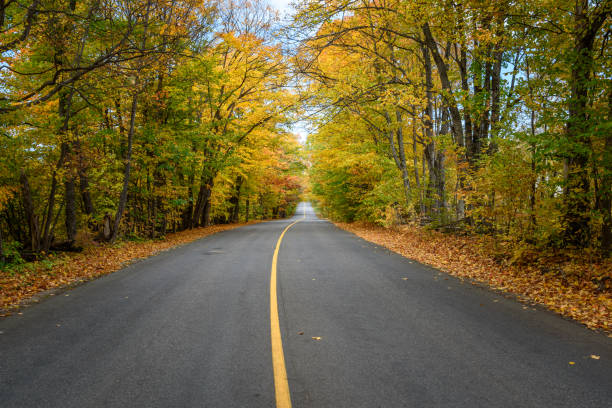 istock Empty straight road through a deciduous forest in autumn 1568143738