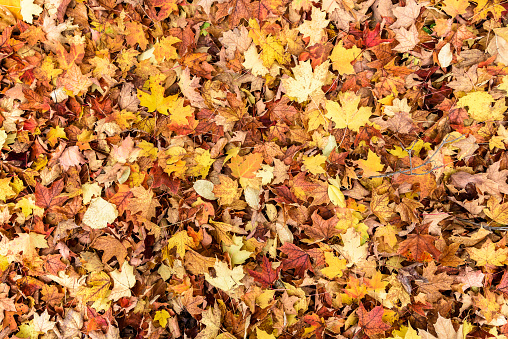 Fallen autumn leaves covering a forest floor. Colourful background for seasonal use. Copy space. Ontario, Canada.