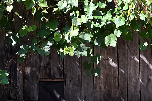 Wood shed with climbing grapevine plant