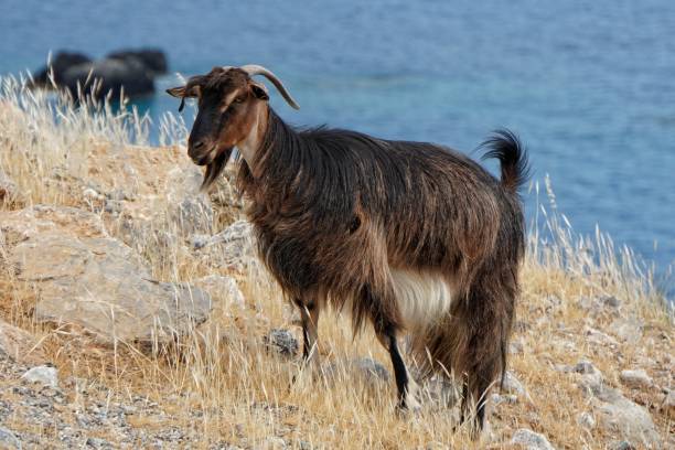 istock Cretan Goat, in Crete, Greece 1568148938
