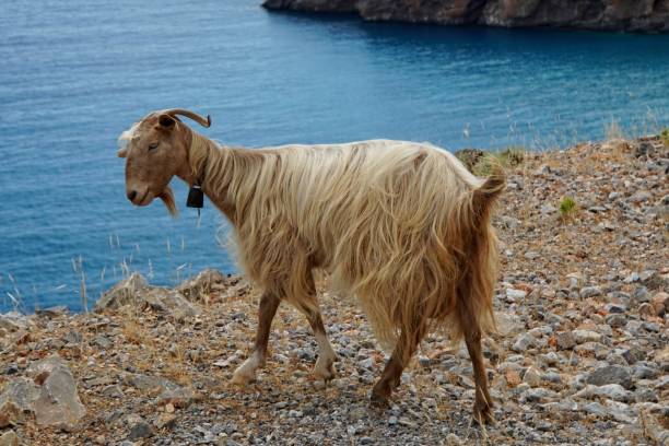 istock Cretan Goat, in Crete, Greece 1568149469