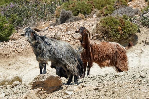 istock Cretan Goats, in Crete, Greece 1568149488