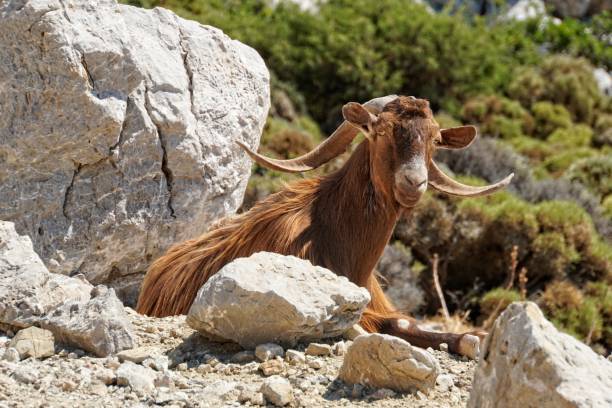 Close-up of domestic goats