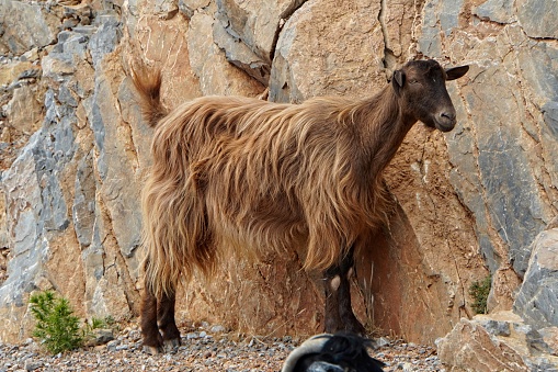 Goats  walking in mountains near Petra