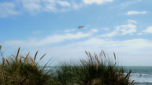 Sand dunes beach grass blowing in the wind, seagull flying across a blue sky.