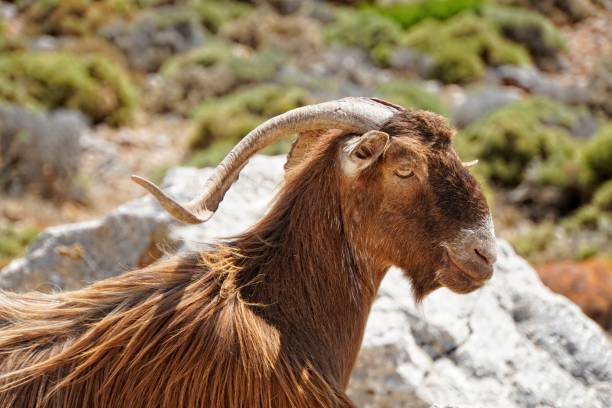 istock Cretan Goat, in Crete, Greece 1568152769