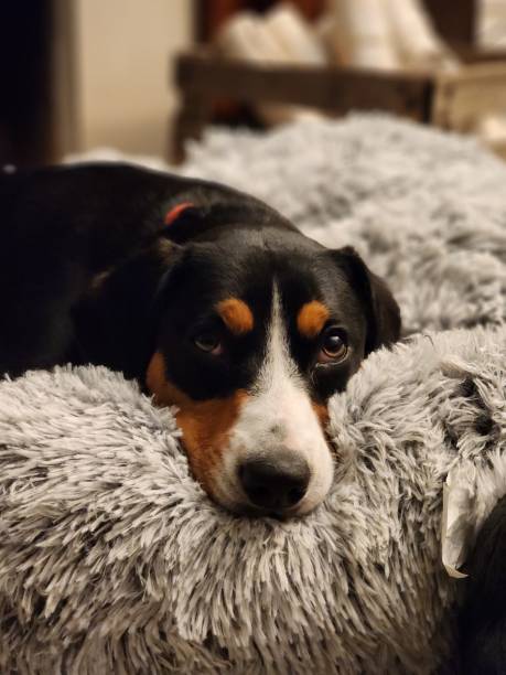 istock Enthlebucher Mountain puppy 1568153812
