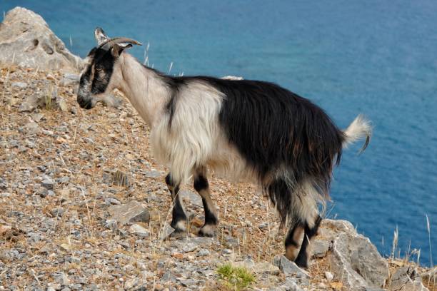 istock Cretan Goat, in Crete, Greece 1568153813