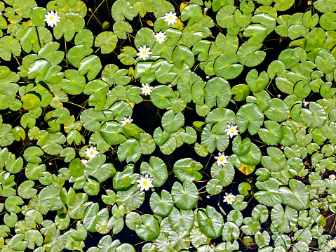 Overhead view of yellow pond lily. The lily is in a beautifully clear but dark pond water lake with big green leaves and a couple yellow blooming pond lilies. Taken on Cotas Lake in Northern Wisconsin.