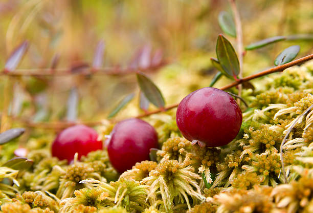 크랜베리 (Vaccinium oxycoccos) 스톡 사진