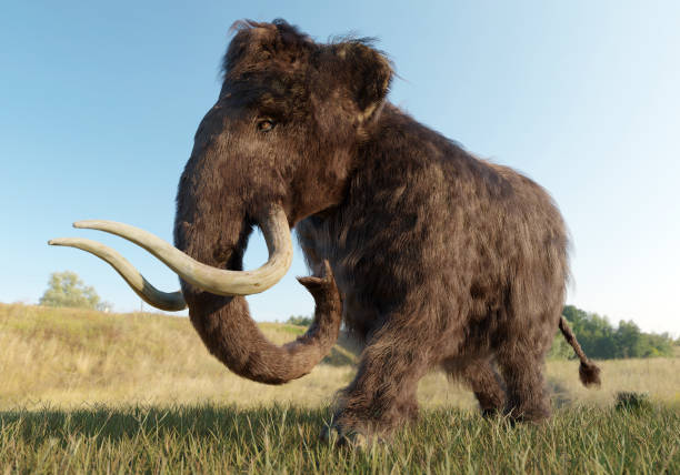 Woolly Mammoth Walking in a Grassy Field A 3D illustration of a Woolly Mammoth walking across a grassy field. extinct stock pictures, royalty-free photos & images