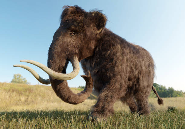 mamut włochaty spacerujący po trawiastym polu - extinct zdjęcia i obrazy z banku zdjęć