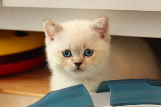 istock A cute little British shorthaired cat kitten 1568163374