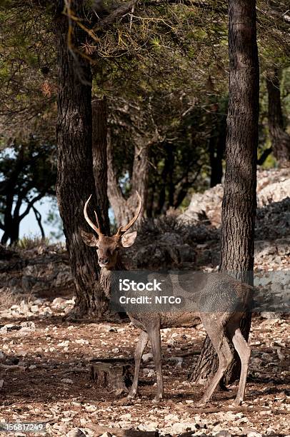 Red Deer Foto de stock y más banco de imágenes de Ciervo rojizo - Ciervo rojizo, España, Aire libre