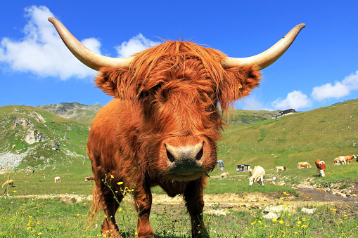 Scottish highland cattle with big horns in mountains