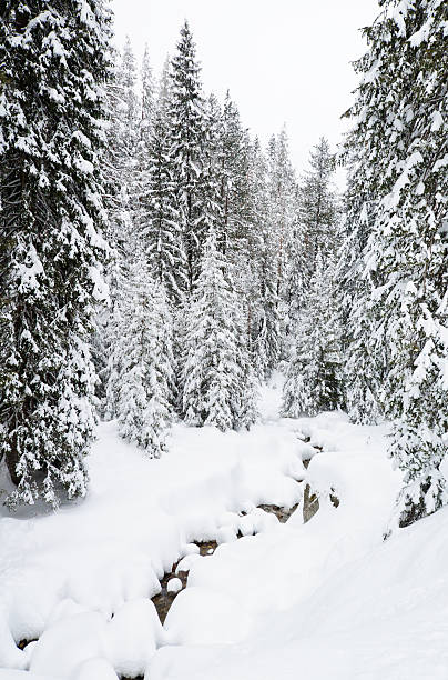 Winter forest in Bansko stock photo