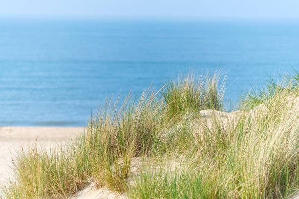 istock Sand dunes with marram grass and empty beach on Dutch coastline. Netherlands in overcast day. 1568181521
