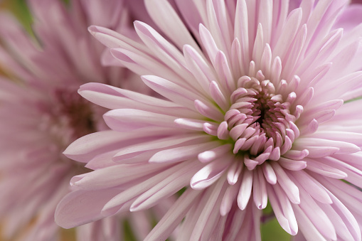 This is a macro photograph of a lilac colored chrysanthemum flower.