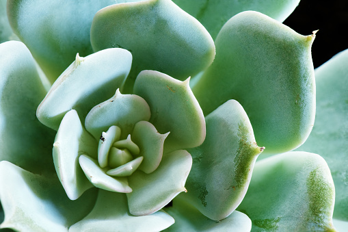 This is a close up macro photograph of a green echeveria succulent plant viewed from directly above.