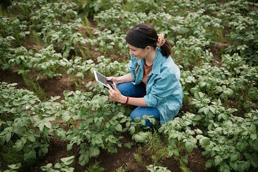High angle view of agribusiness owner checking potato crop quality with tablet pc in farm. Female farmer using a tablet while working on her vegetable farm.