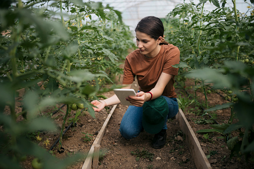 Greenhouse worker with digital tablet examining the tomato crop. Young woman working in greenhouse farm holding a tablet pc.