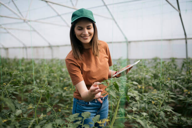 istock Greenhouse worker with digital tablet examining the tomato crop 1568182116