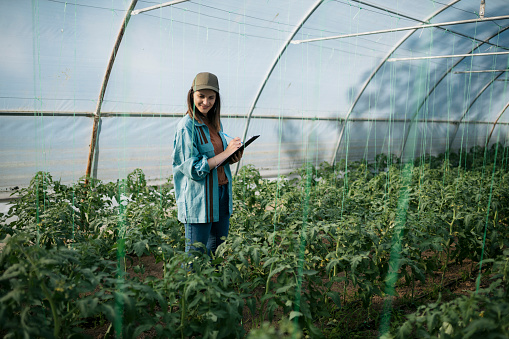 Female farmer checking crop and taking notes in greenhouse farm. Woman worker inspecting tomato crop growth in hothouse.