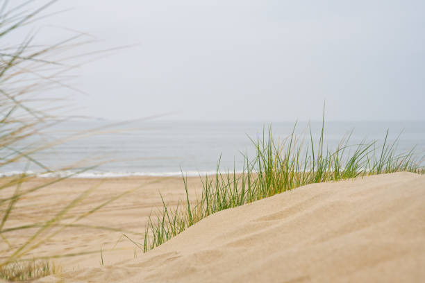 istock Sand dunes with marram grass and empty beach on Dutch coastline. Netherlands in overcast day. 1568185950