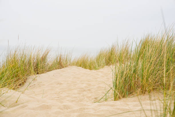 istock Beach view from the path sand between the dunes at Dutch coastline. Marram grass, Netherlands. 1568186463