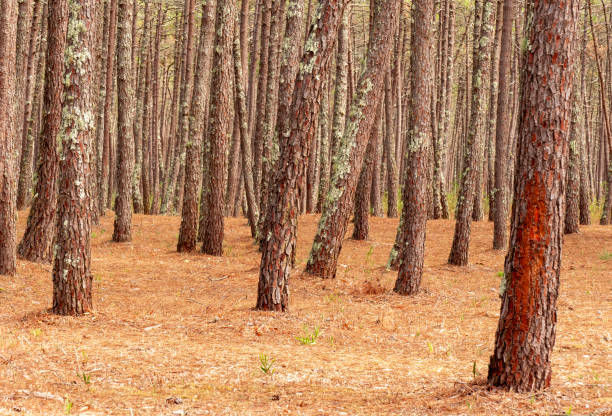 istock Pine forest.  Trunks and pine needles on the ground.  Fire hazard. 1568186992