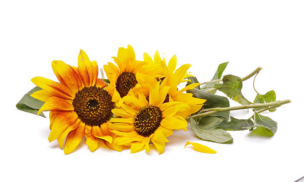 punhado de sunflowers perfeito - sunflower side view yellow flower imagens e fotografias de stock