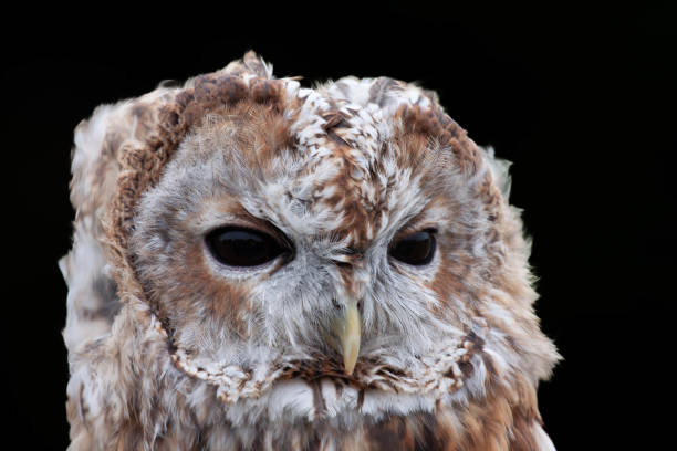 istock Captive Screech owl portrait on black 1568190815
