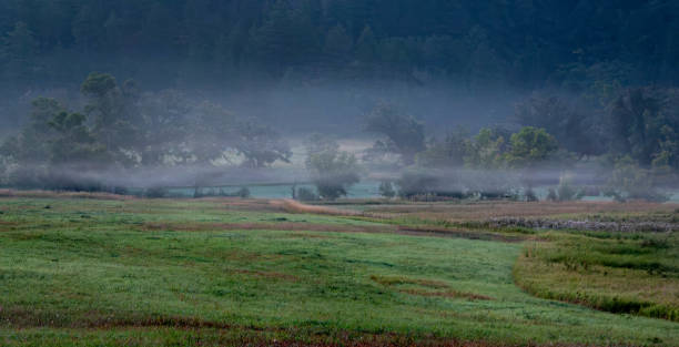 Moody fog near river bottom