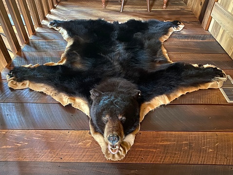 Bear skin rug