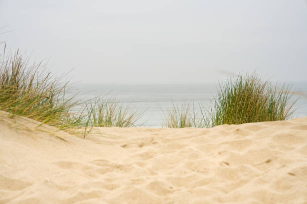 istock Beach view from the path sand between the dunes at Dutch coastline. Marram grass, Netherlands. 1568197702