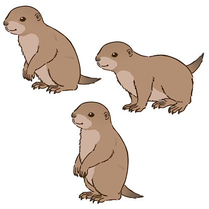 various poses Prairie dog