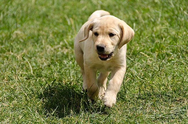 labrador puppy stock photo