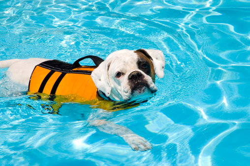 A Bulldog Boxer mix going through physical therapy in a pool. Swimming left to right in the frame.