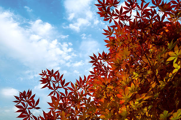 Green tree discoloring to red and orange in autumn
