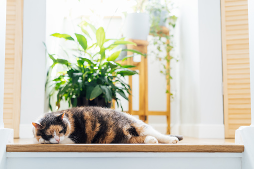 Funny multicolor pleased, well-fed cat lying on the wooden top staircase on the background of green home plants. Fluffy cat in a cozy interior home atmosphere. Pets in Summer heat. Selective focus.