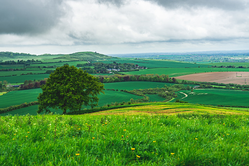 Rolling english countryside, hills on each side of the image with a dirt track running through the bottom of the hills in the middle of the image, farmland land with small trees and bushes edging rural the fields Sussex Uk beautiful painterly effect.
