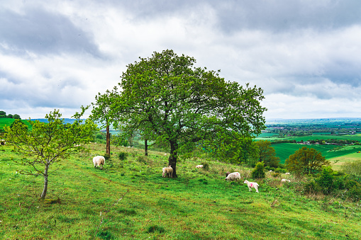 English landscape seen from a hill on overcast day in summer at Dunstable Downs, UK